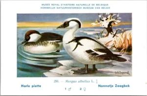 Kvogels_011 Nonnetje Zaagbek / Smew – Nº 250 – (KBIN / IRSNB)