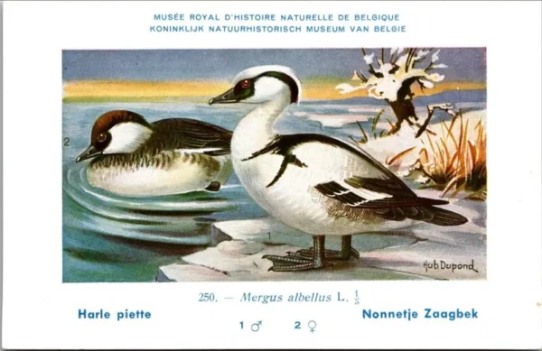 Kvogels_011 Nonnetje Zaagbek / Smew – Nº 250 – (KBIN / IRSNB)