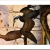Kvogels_012 Groote Aalscholver / Great Cormorant – Nº 251 – (KBIN / IRSNB)