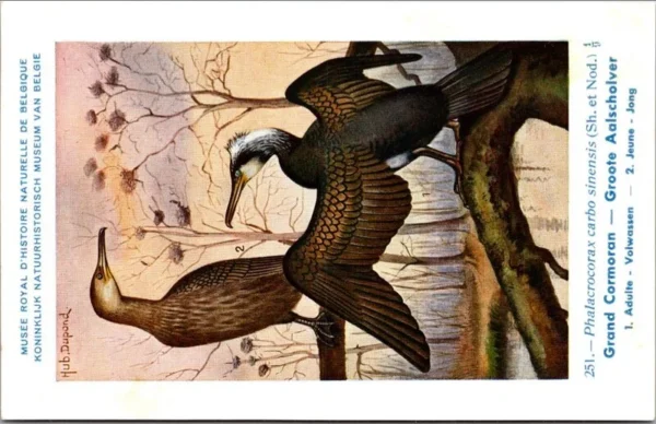 Kvogels_012 Groote Aalscholver / Great Cormorant – Nº 251 – (KBIN / IRSNB)