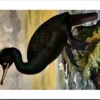 Kvogels_013 Kuifaalscholver / European Shag – Nº 252 – (KBIN / IRSNB)