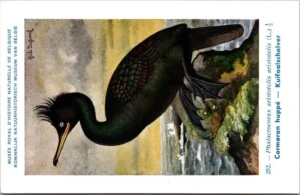 Kvogels_013 Kuifaalscholver / European Shag – Nº 252 – (KBIN / IRSNB)