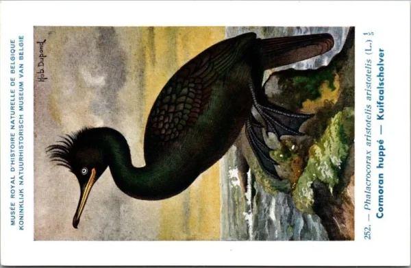 Kvogels_013 Kuifaalscholver / European Shag – Nº 252 – (KBIN / IRSNB)