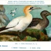 Kvogels_014 Zeezot / Common Murre – Nº 253 – (KBIN / IRSNB)