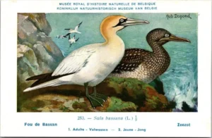 Kvogels_014 Zeezot / Common Murre – Nº 253 – (KBIN / IRSNB)