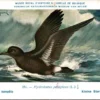 Kvogels_015 Kleine stormvogel / Manx Shearwater – Nº 254 – (KBIN / IRSNB)