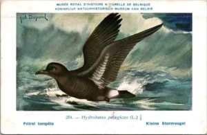 Kvogels_015 Kleine stormvogel / Manx Shearwater – Nº 254 – (KBIN / IRSNB)
