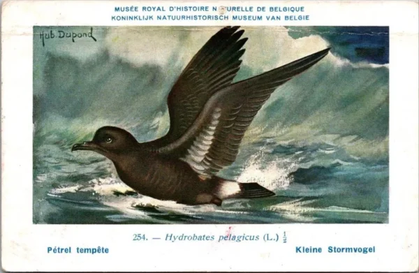 Kvogels_015 Kleine stormvogel / Manx Shearwater – Nº 254 – (KBIN / IRSNB)