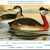 Roodhalsfuut / Red-necked Grebe – Nº 259 – (KBIN / IRSNB)