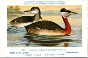 Lvogels_003 Roodhalsfuut / Red-necked Grebe – Nº 259 – (KBIN / IRSNB)
