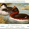 Lvogels_004 Hoornfuut / Horned Grebe – Nº 260 – (KBIN / IRSNB)