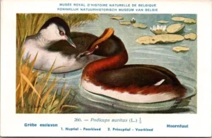 Lvogels_004 Hoornfuut / Horned Grebe – Nº 260 – (KBIN / IRSNB)