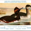 Zwarthalsfuut / Black-necked Grebe – Nº 261 – (KBIN / IRSNB)