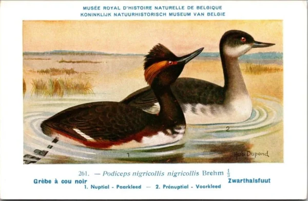 Zwarthalsfuut / Black-necked Grebe – Nº 261 – (KBIN / IRSNB)