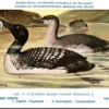 Lvogels_006 IJsduiker / Great Northern Loon – Nº 263 – (KBIN / IRSNB)