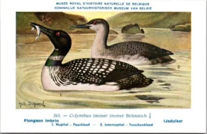 Lvogels_006 IJsduiker / Great Northern Loon – Nº 263 – (KBIN / IRSNB)