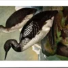 Parelduiker / Black-throated Loon – Nº 264 – (KBIN / IRSNB)