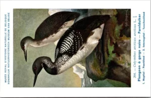 Lvogels_007 Parelduiker / Black-throated Loon – Nº 264 – (KBIN / IRSNB)