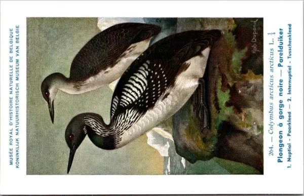 Parelduiker / Black-throated Loon – Nº 264 – (KBIN / IRSNB)