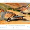 Steppenhoen / Black-bellied Sandgrouse – Nº 266 – (KBIN / IRSNB)