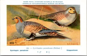 Lvogels_008 Steppenhoen / Black-bellied Sandgrouse – Nº 266 – (KBIN / IRSNB)