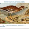 Griel / Eurasian Stone-curlew – Nº 267 – (KBIN / IRSNB)