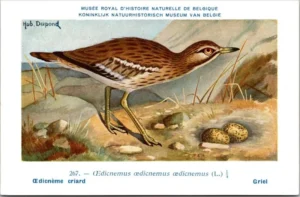 Lvogels_009 Griel / Eurasian Stone-curlew – Nº 267 – (KBIN / IRSNB)
