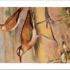 Renvogel / Cream-colored Courser – Nº 268 – (KBIN / IRSNB)