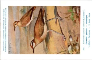 Lvogels_010 Renvogel / Cream-colored Courser – Nº 268 – (KBIN / IRSNB)