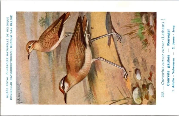 Renvogel / Cream-colored Courser – Nº 268 – (KBIN / IRSNB)