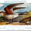 Vorkstaartplevier / Collared Pratincole – Nº 269 – (KBIN / IRSNB)