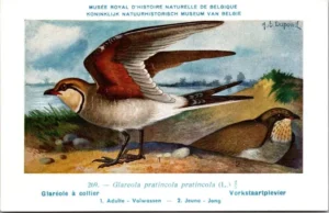 Lvogels_011 Vorkstaartplevier / Collared Pratincole – Nº 269 – (KBIN / IRSNB)