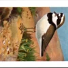Klein plevier / Little Ringed Plover – Nº 271 – (KBIN / IRSNB)