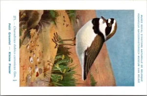 Lvogels_012 Klein plevier / Little Ringed Plover – Nº 271 – (KBIN / IRSNB)