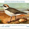 Strandplevier / Kentish Plover – Nº 272 – (KBIN / IRSNB)