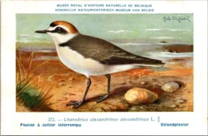 Lvogels_013 Strandplevier / Kentish Plover – Nº 272 – (KBIN / IRSNB)