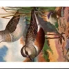 Morinelplevier / Eurasian Dotterel – Nº 273 – (KBIN / IRSNB)