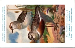 Lvogels_014 Morinelplevier / Eurasian Dotterel – Nº 273 – (KBIN / IRSNB)