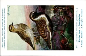 Lvogels_015 Goudplevier / European Golden Plover – Nº 274 – (KBIN / IRSNB)