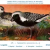 Zilverplevier / Grey Plover – Nº 275 – (KBIN / IRSNB)