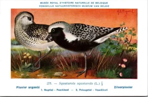 Zilverplevier / Grey Plover – Nº 275 – (KBIN / IRSNB)