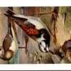 Mvogels_003 Steenloper / Ruddy Turnstone – Nº 277 – (KBIN / IRSNB)