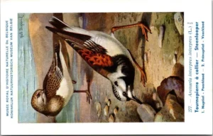 Steenloper / Ruddy Turnstone – Nº 277 – (KBIN / IRSNB)