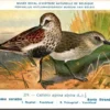 Bonte strandloper / Dunlin – Nº 279 – (KBIN / IRSNB)