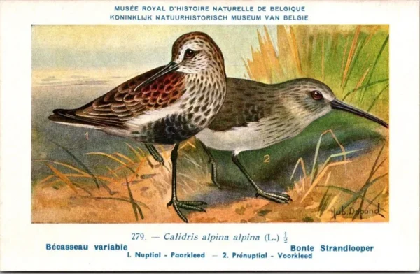 Bonte strandloper / Dunlin – Nº 279 – (KBIN / IRSNB)