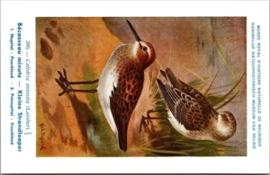 Kleine strandloper / Little Stint – Nº 280 – (KBIN / IRSNB)