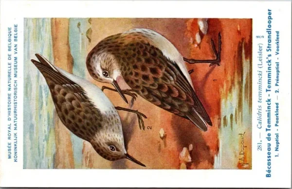 Mvogels_007 Temminck's strandloper / Temminck’s Stint – Nº 281 – (KBIN / IRSNB)