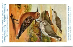 Kanoet strandloper / Red Knot – Nº 282 – (KBIN / IRSNB)