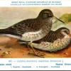 Mvogels_009 Paarse strandloper / Purple Sandpiper – Nº 283 – (KBIN / IRSNB)