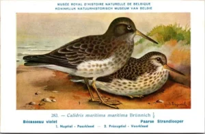 Paarse strandloper / Purple Sandpiper – Nº 283 – (KBIN / IRSNB)